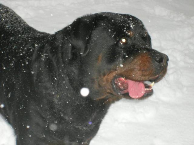 atos - Rottweiler Mâle (4 mois)