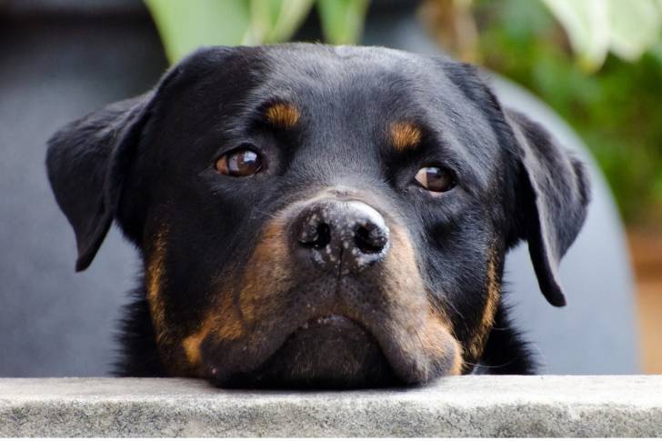 Photo Rottweiler