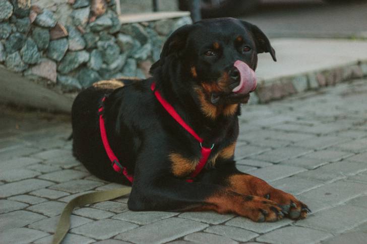 Un Rottweiler qui se lèche les babines