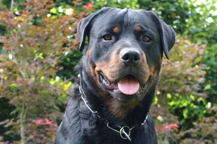 Photo Rottweiler