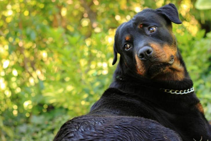 Photo Rottweiler
