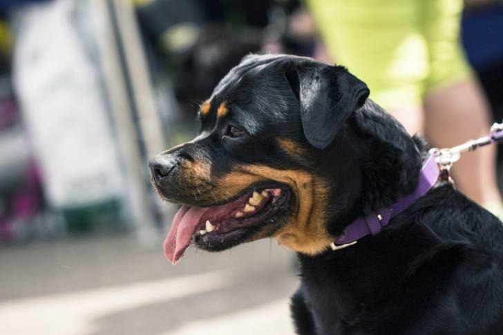 Un Rottweiler vu de profil et tenu en laisse