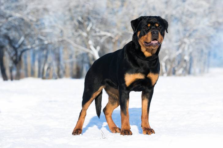 Un Rottweiler dans la neige