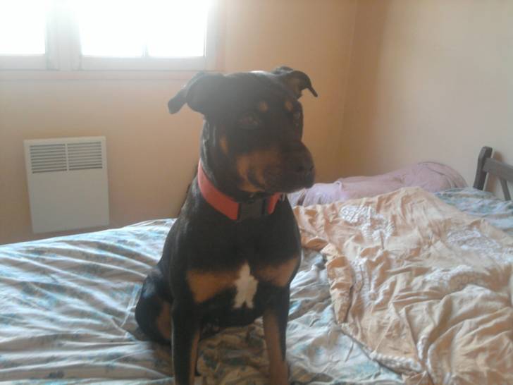 CERA - Rottweiler Femelle (6 ans)