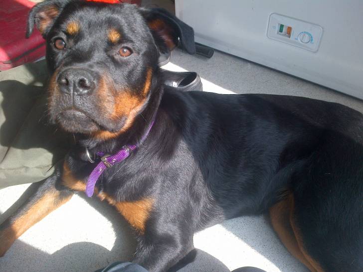 Ella now 8 months old x - Rottweiler Femelle (8 mois)