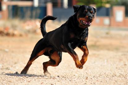 Un Rottweiler s'appuyant sur ses pattes arrières pour bondir