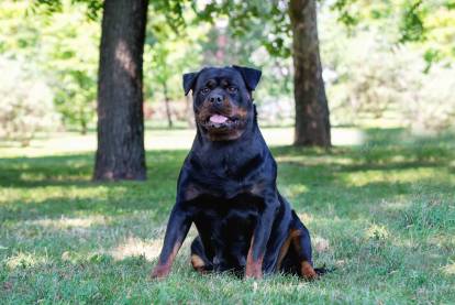 Un Rottweiler assis sur une pelouse dans un espace vert