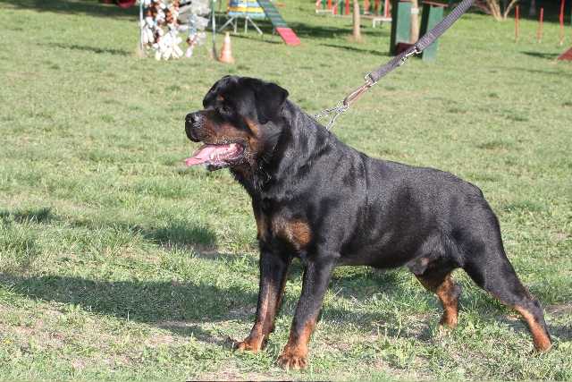 Le Rottweiler