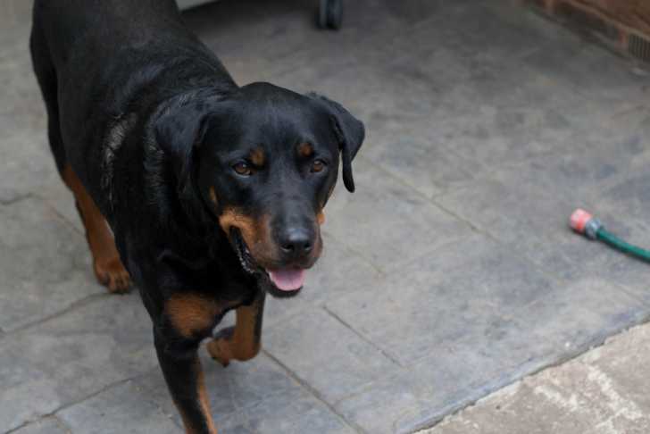 Photo Rottweiler