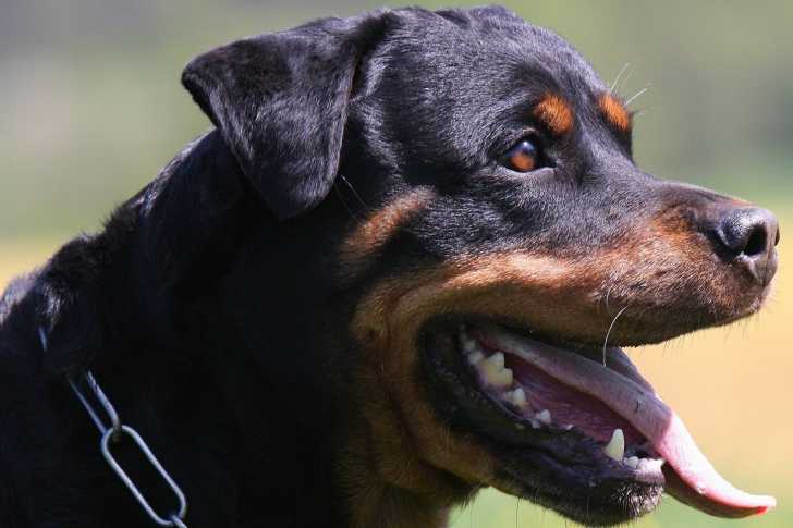 Photo Rottweiler