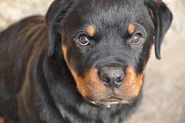 Un jeune Rottweiler qui regarde l'objectif