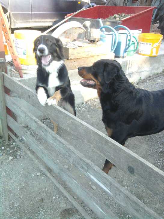 farah et asia - Rottweiler Femelle (6 ans)
