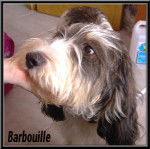 briquet griffon vendeens - Briquet Griffon Vendéen