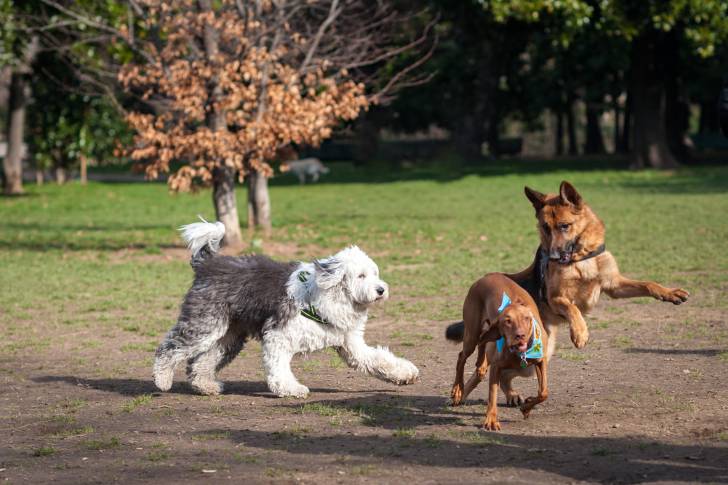Un Briquet Griffon Vendéen en train de jouer avec d'autres chiens