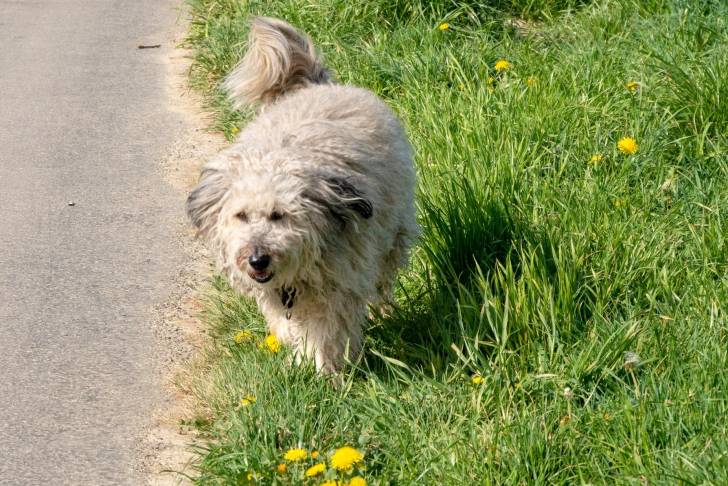 Photo Briquet Griffon Vendéen