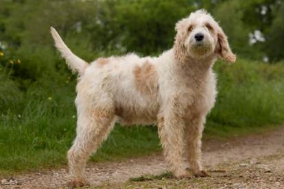 Un  Briquet Griffon Vendéen au milieu d'un sentier de terre