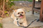Photo Shichon