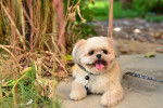 Photo Shichon