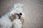 Photo Shichon