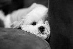 Photo Shichon