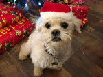 Un Shichon assis et portant un chapeau de noël sur la tête