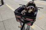 Un Shichon assis dans le porte-bagages d'un vélo