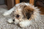 Un Shichon allongé sur un tapis