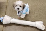 Un Shichon assis et portant un manteau pour chien