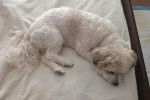 Un Shichon allongé sur un lit et semblant dormir