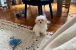 Un Shichon assis sur un tapis