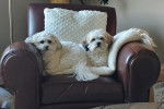 Deux  Shichon allongés sur un fauteuil