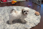 Un Shichon sur un tapis