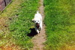 Un Shichon courant sur un sentier et portant un harnais