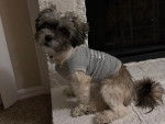 Un Shichon assis devant une porte et portant un pull-over pour chien 