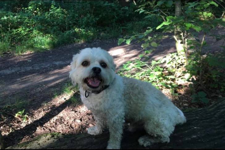 Un Shichon assis portant un collier autour du cou et ayant la gueule ouverte