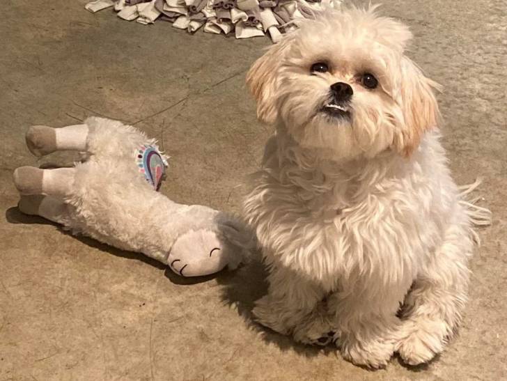 Un Shichon assis à côté d'une peluche