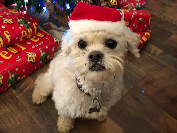 Un Shichon assis et portant un chapeau de noël sur la tête