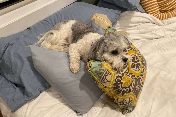 Un Shichon allongé sur un lit