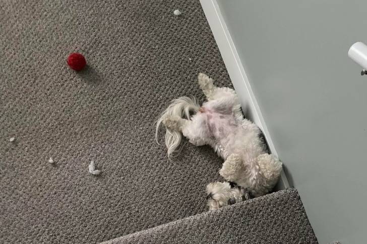 Un Shichon allongé de dos et semblant dormir
