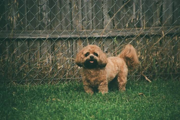 Un Shichon sur une surface herbacée et tirant la langue