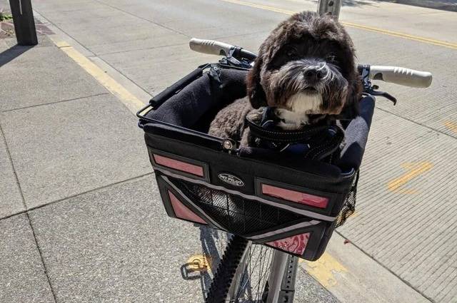 Un Shichon assis dans le porte-bagages d'un vélo