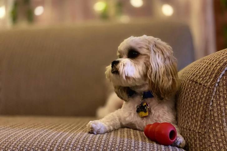 Un Shichon allongé sur un canapé et portant un collier autour du cou