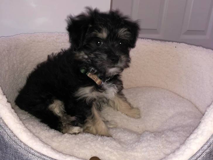 Un Shichon assis dans un panier et portant un collier autour du cou