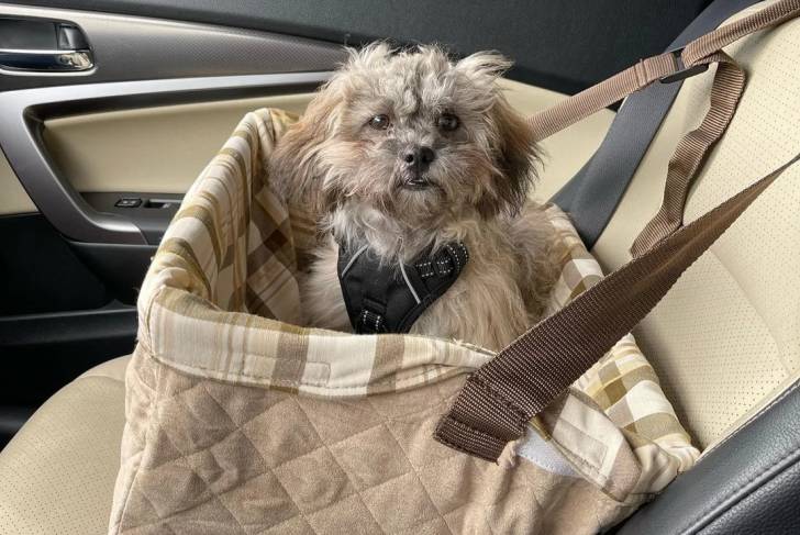 Un Shichon assis dans un panier à l'intérieur d'un véhicule