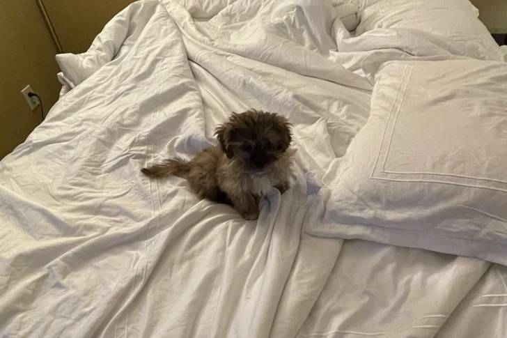 Un Shichon assis sur un lit