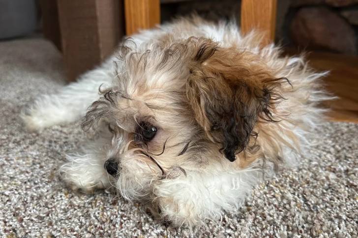 Un Shichon allongé sur un tapis