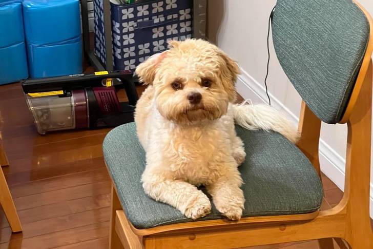 Un Shichon allongé sur une chaise
