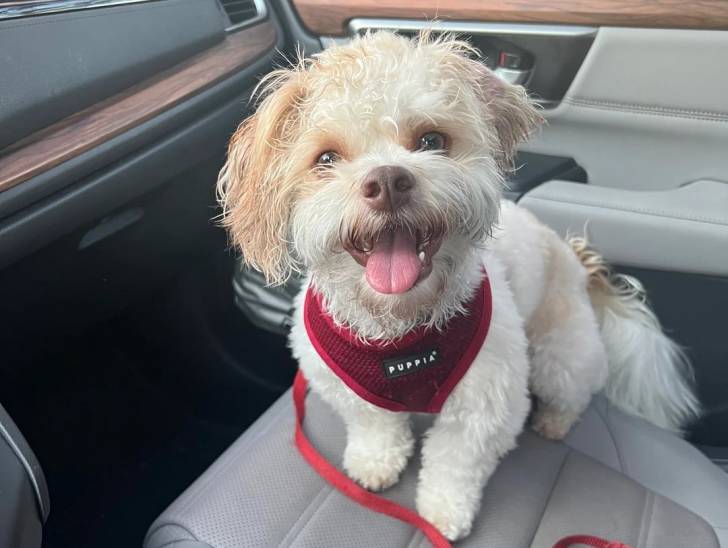Un Shichon assis sur le siège d'un véhicule et portant un harnais