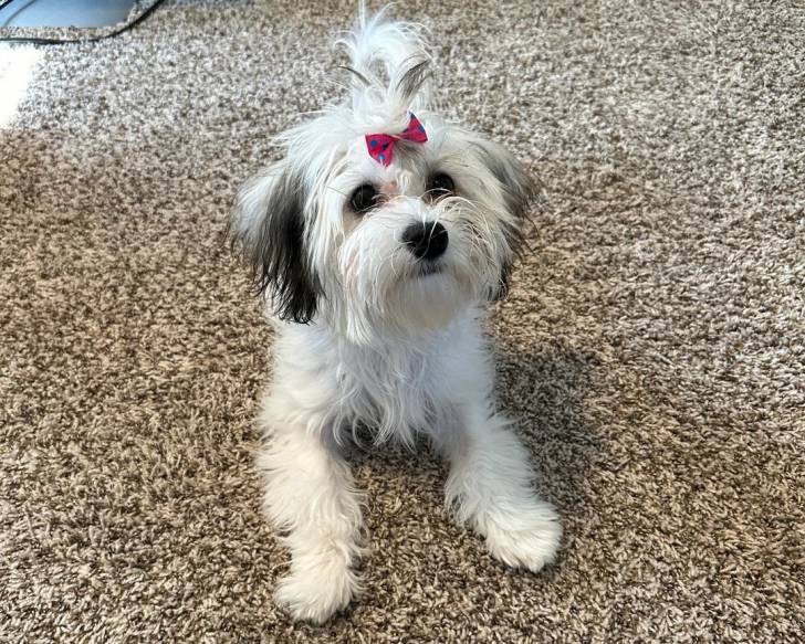 Un Shichon allongé sur un tapis