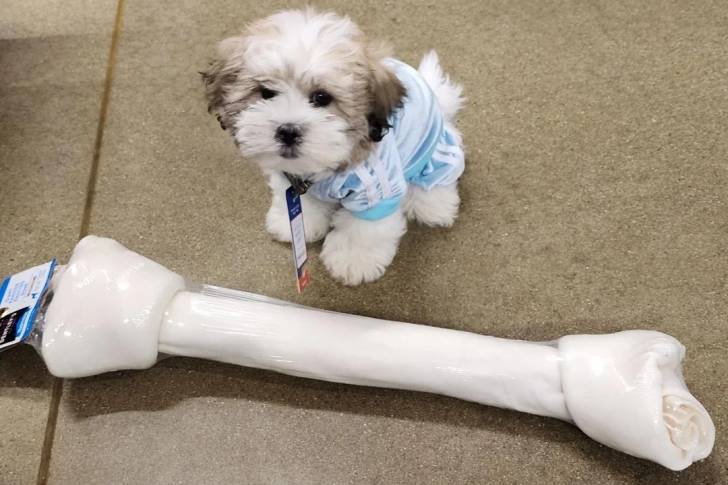 Un Shichon assis et portant un manteau pour chien